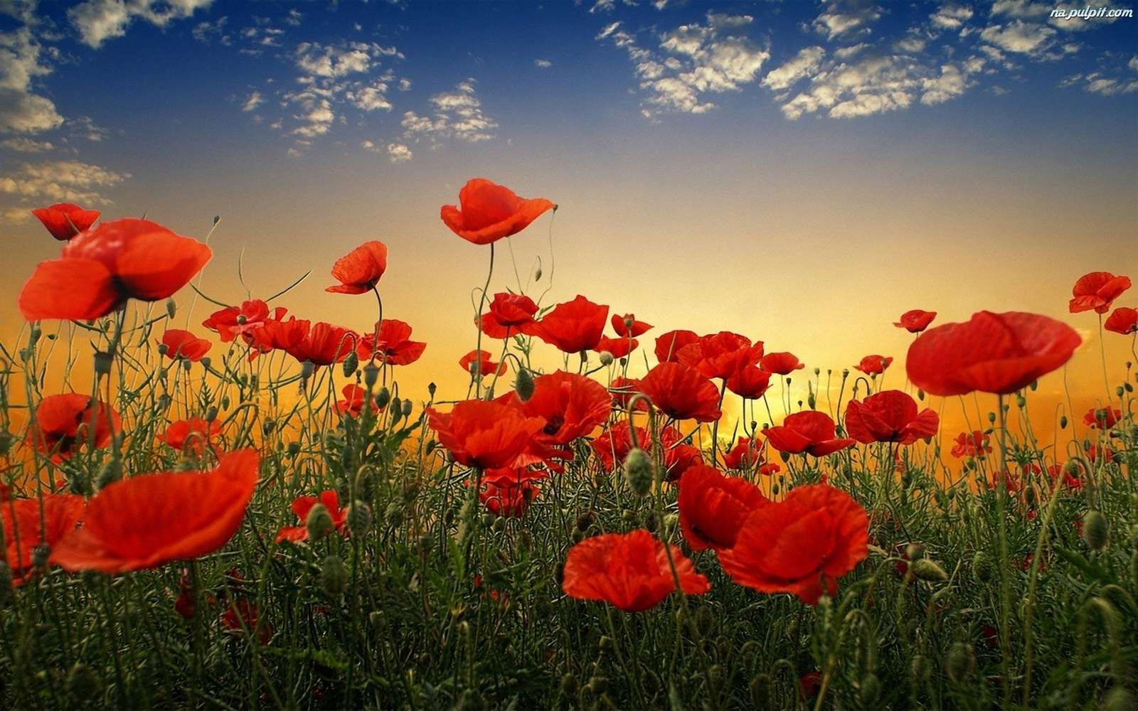 Red poppies jigsaw puzzle online