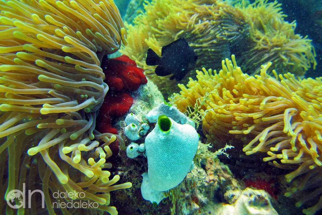 Arrecife de coral en kenia rompecabezas en línea