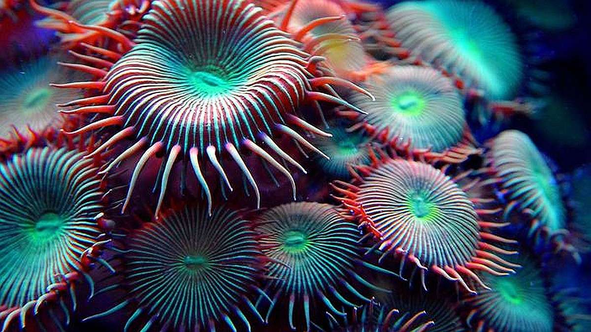 Un anemone sott'acqua come un  puzzle online