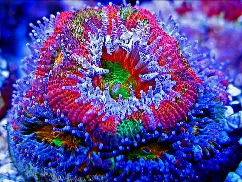 Anêmona-do-mar fluorescente puzzle online
