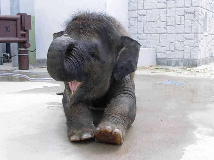 μωρό ελέφαντας online παζλ