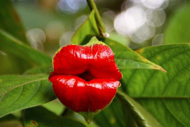 цветочные губы онлайн-пазл