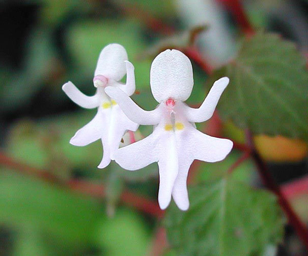 floare ca fetele puzzle online