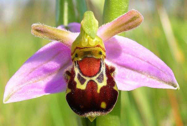 цветочное насекомое онлайн-пазл