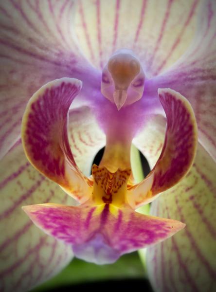 kolibrie bloem online puzzel