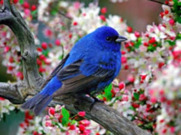 modrý pták skládačky online