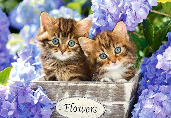 There were two cats jigsaw puzzle online