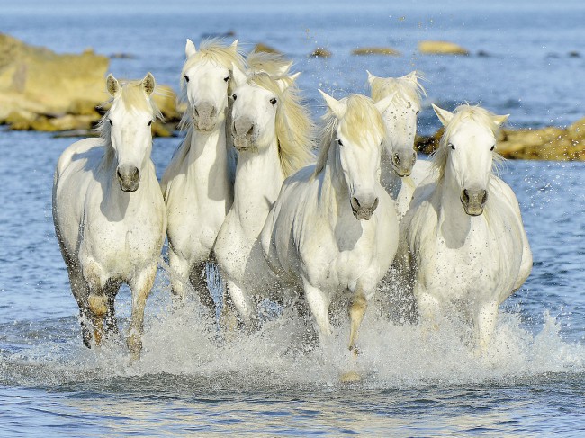 Ταχύπλοα άλογα online παζλ