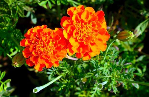 Flowers - Marigolds online puzzle