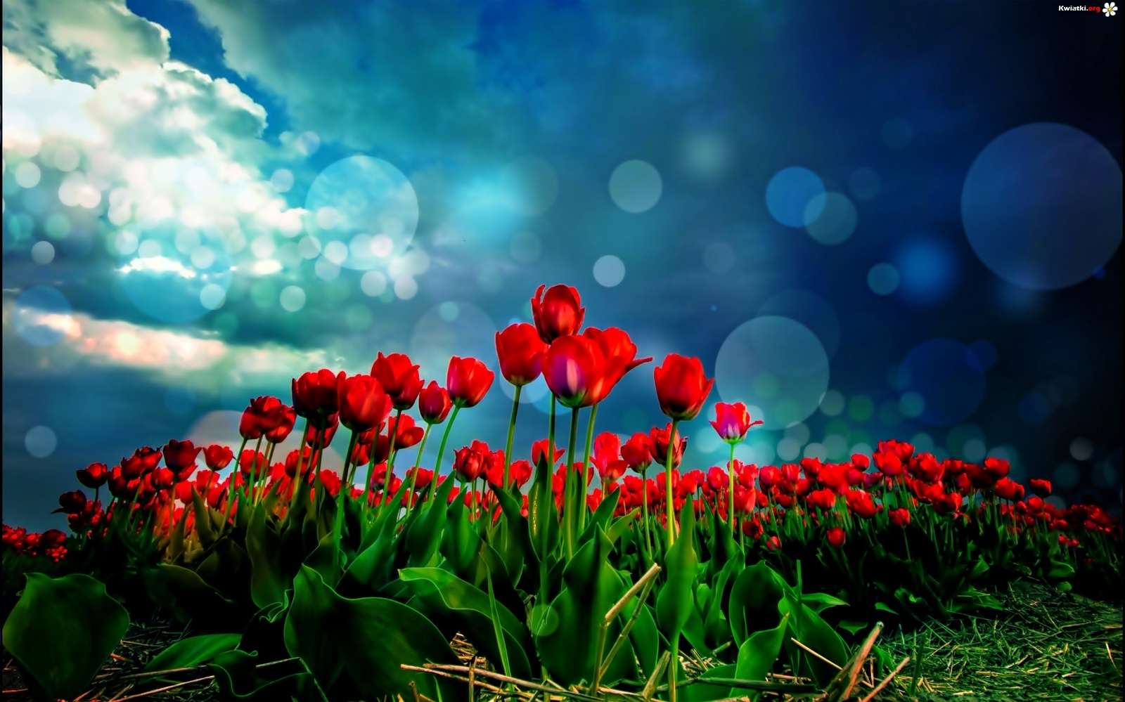 RED TULIPS jigsaw puzzle online