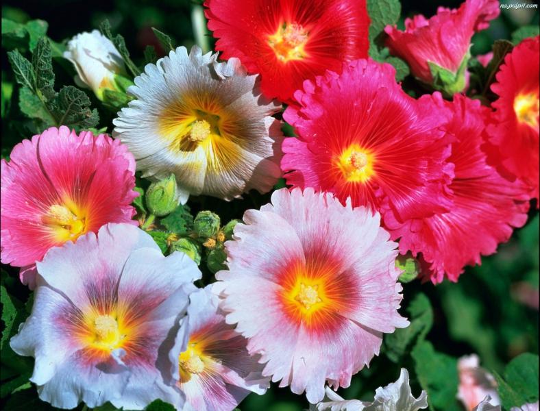 Colorful mallow flowers online puzzle
