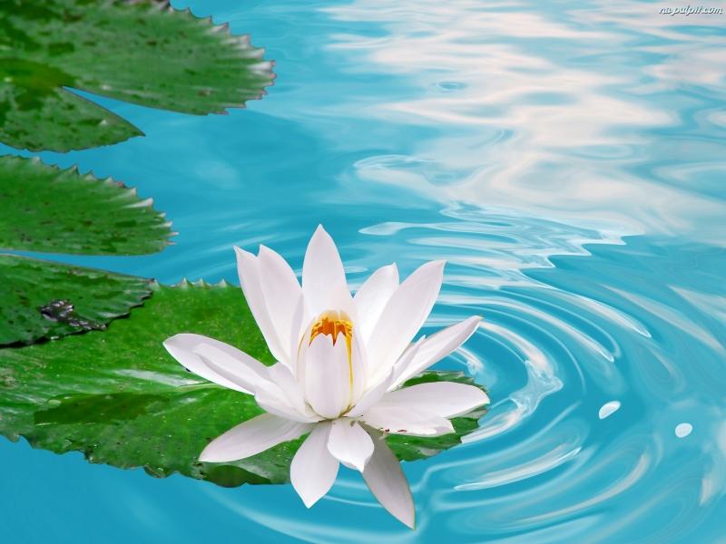 Lotus Blume Puzzlespiel online