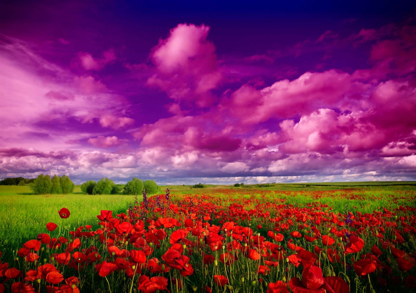 Red poppies against the sky online puzzle