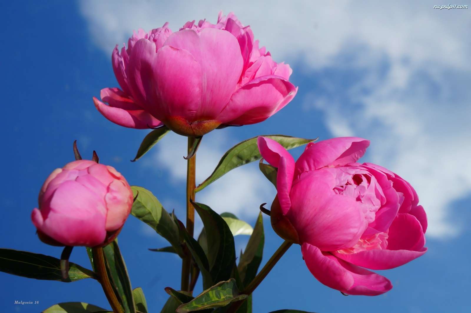 Rózsaszín bazsarózsa virágok kirakós online