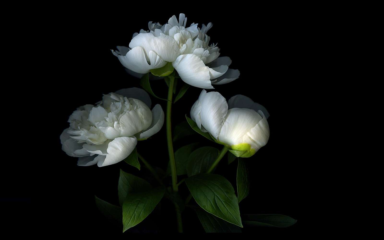 Flowers of white peony online puzzle