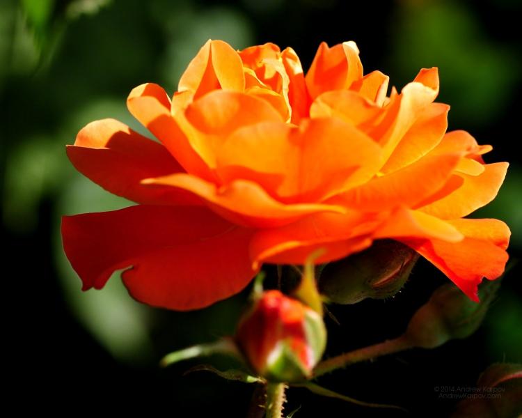 Rózsa virág, tea rózsa kirakós online