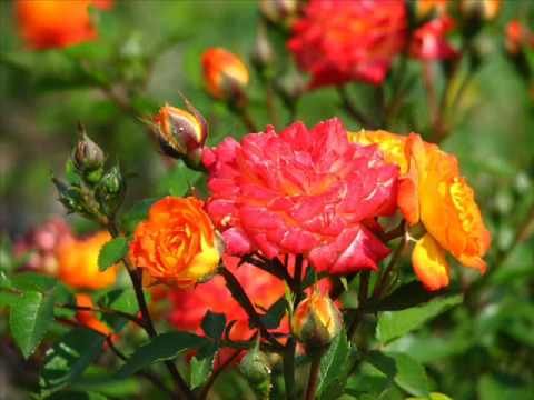 Rose bush blommor Pussel online