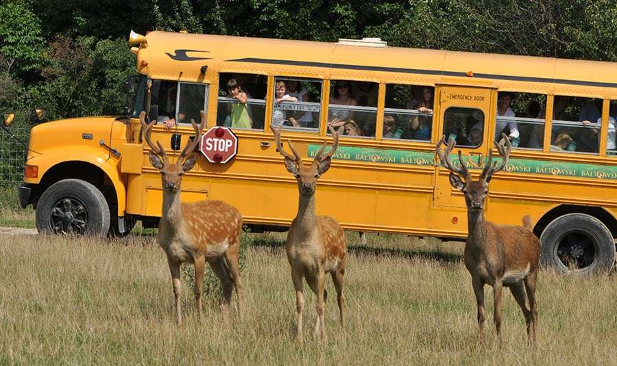 школьный автобус онлайн-пазл