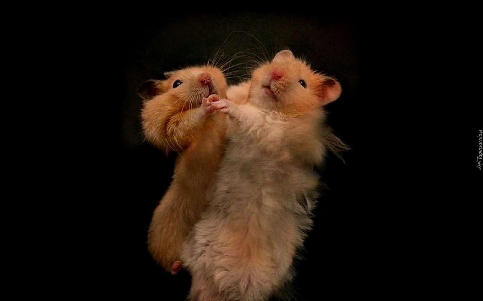 Dansende hamsters online puzzel