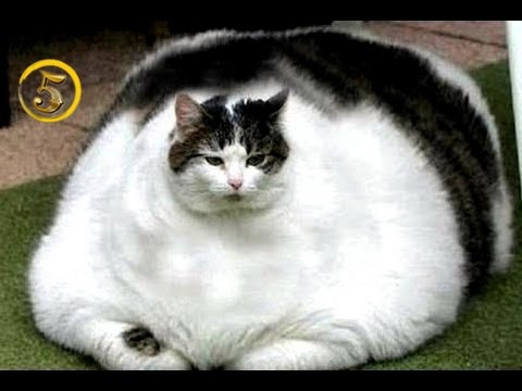 толстый кот895 пазл онлайн