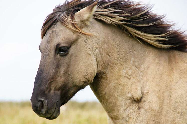 γλυκό μικρό άλογο παζλ online