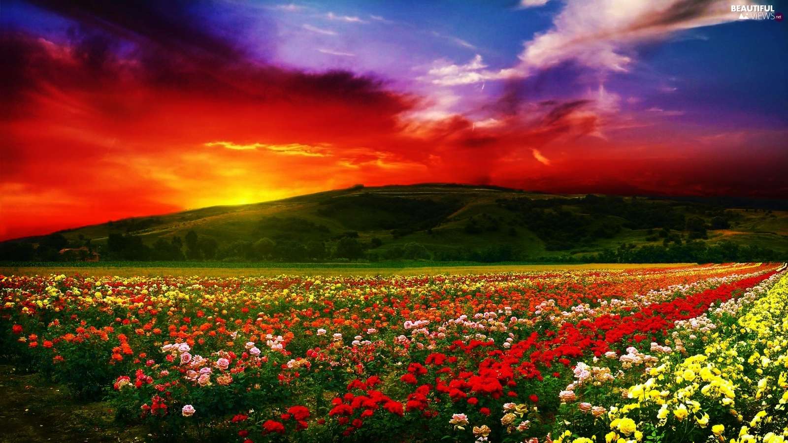 Colorful roses in the mountain jigsaw puzzle online