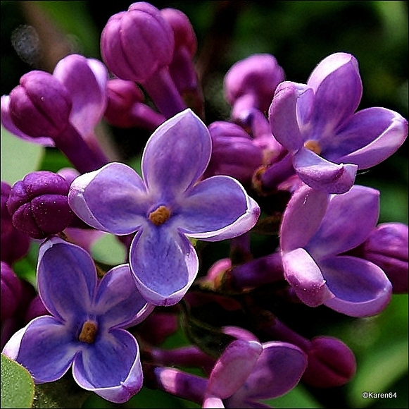 Lilac flowers online puzzle