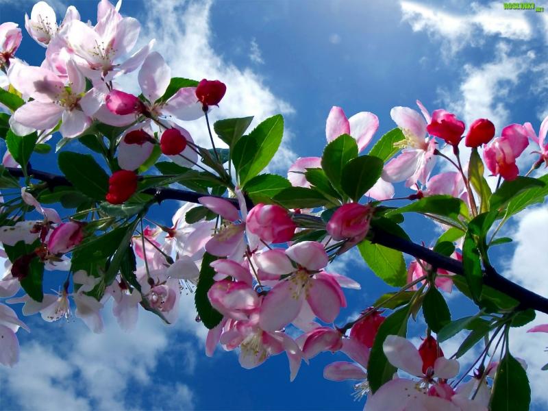 Våren körsbärsträd blommar pussel på nätet