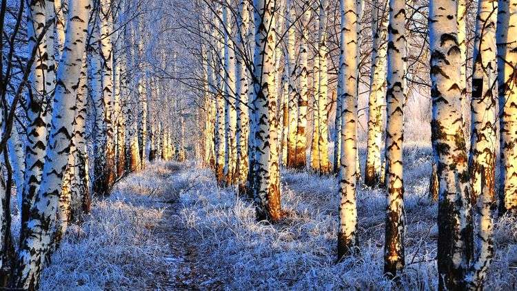 Зима в лесу пазл онлайн