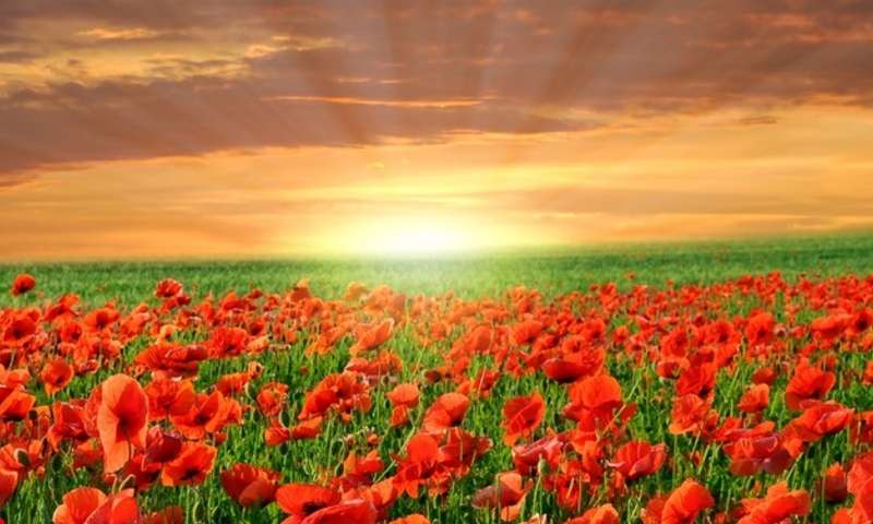 red poppies jigsaw puzzle online