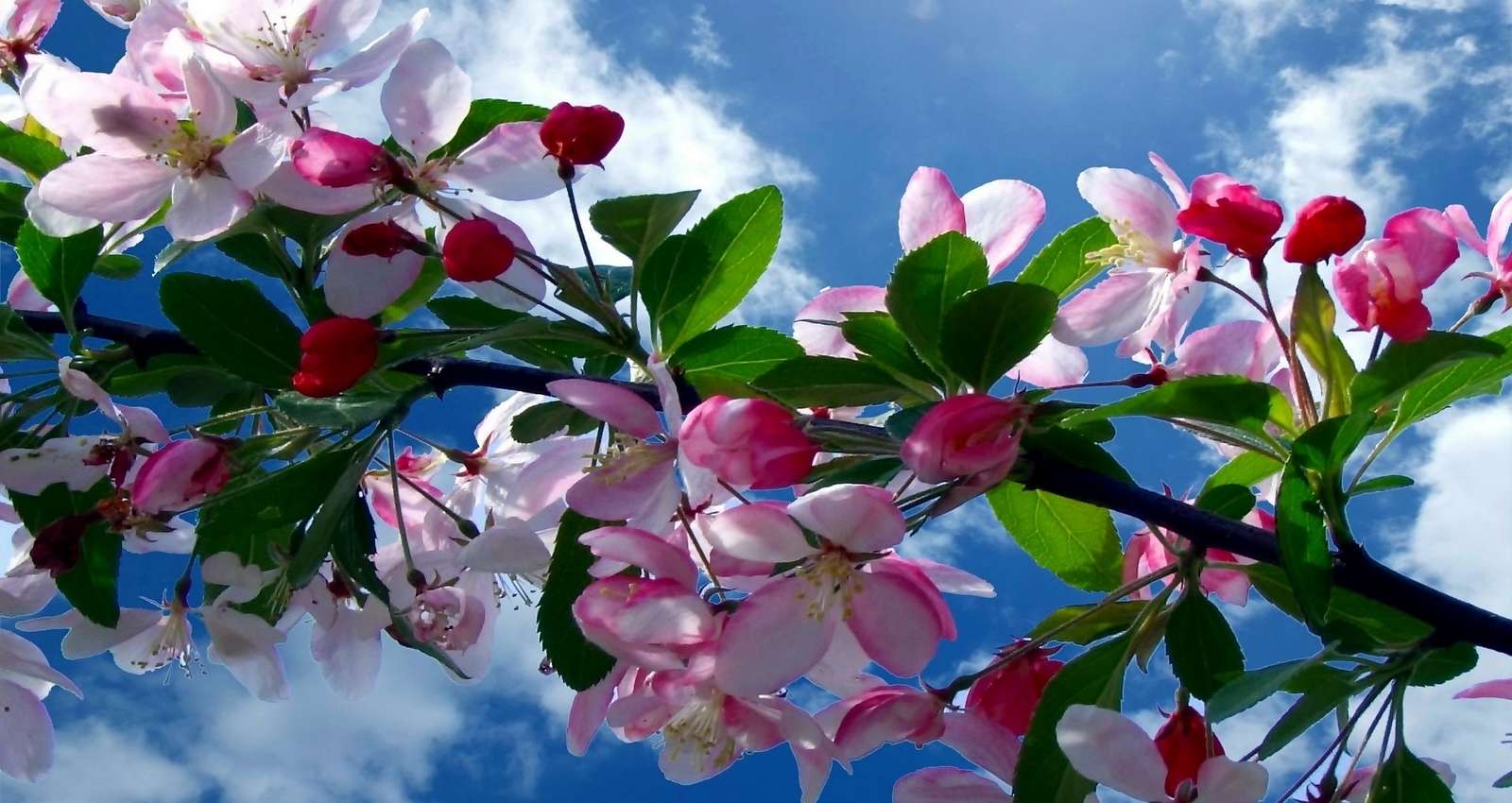 Fleur de cerisier puzzle en ligne