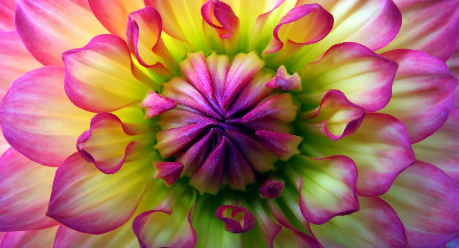 Fleur colorée puzzle en ligne
