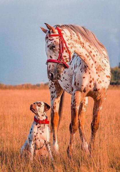 pes přítel s koněm skládačky online
