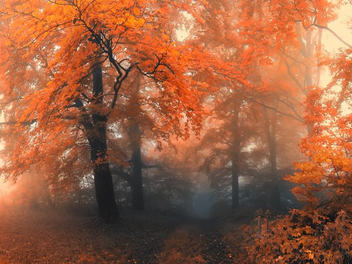 Ködös ősz kirakós online