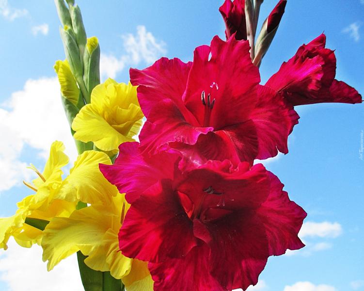 Glad, gul färg på gladiolus pussel på nätet
