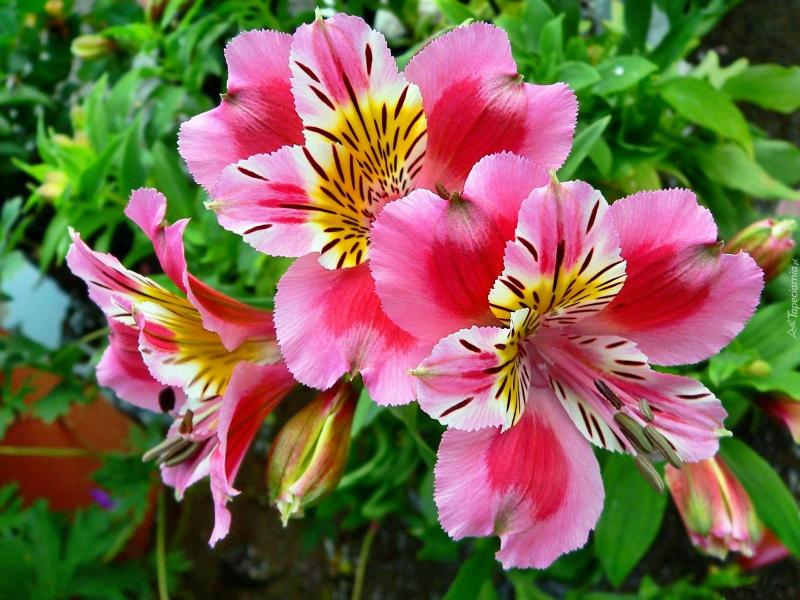 Roze Alstromeria-bloem legpuzzel online