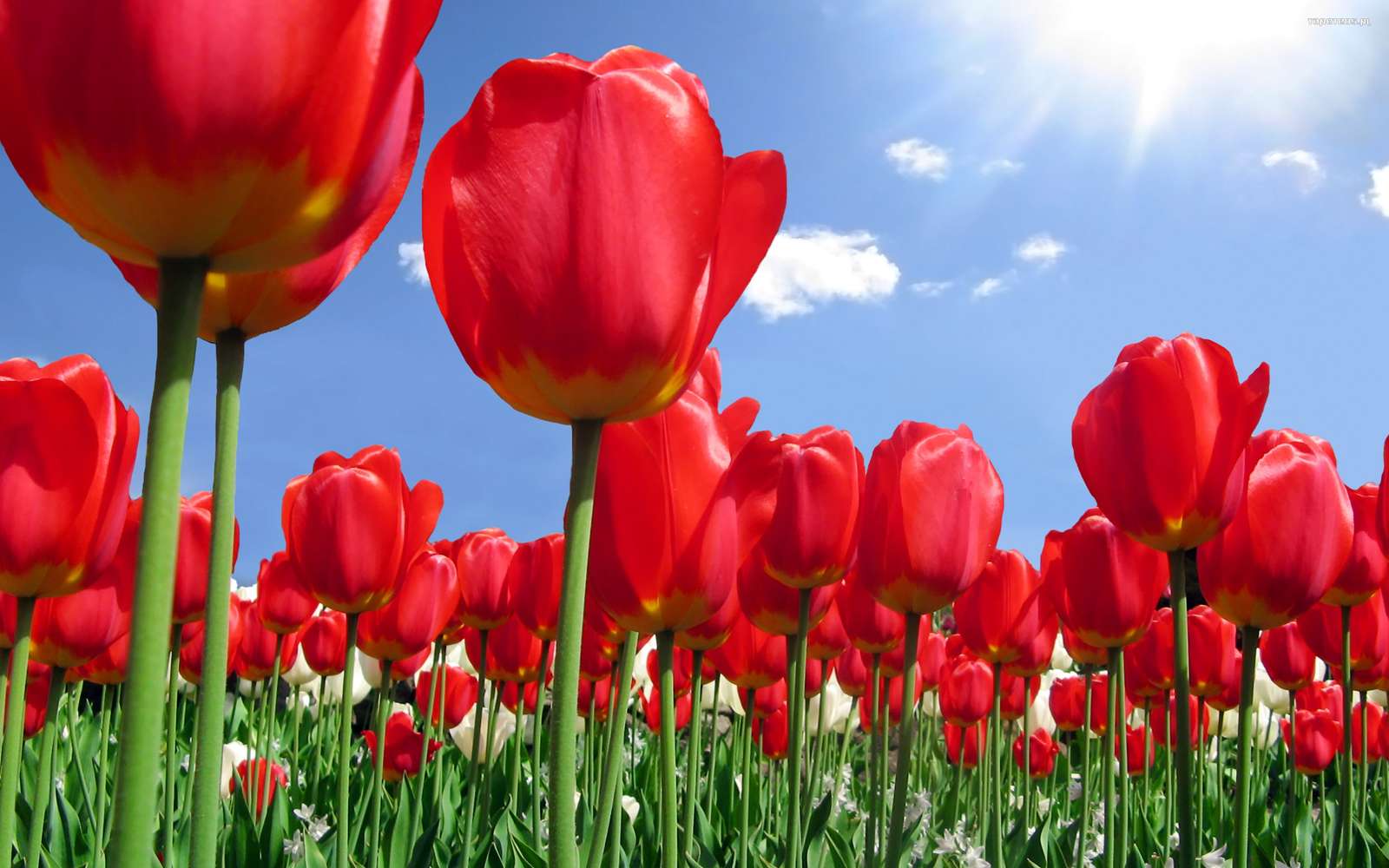 Red tulips jigsaw puzzle online