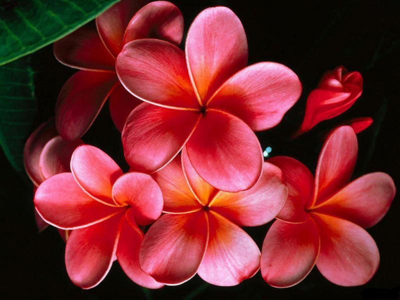 Най-красивите цветя на света онлайн пъзел