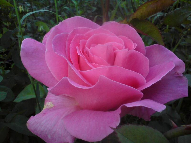Най-красивите цветя на света онлайн пъзел