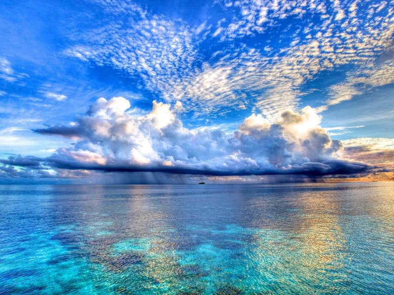 A bit of marine exoticism jigsaw puzzle online