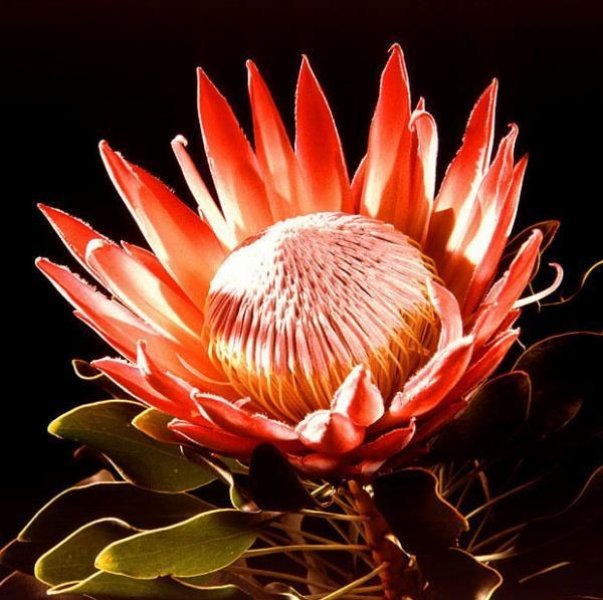 Världens vackraste blommor Pussel online