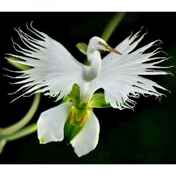 Vit orkidé pussel på nätet