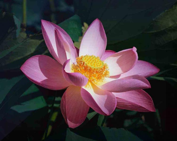 Flor de loto rompecabezas en línea