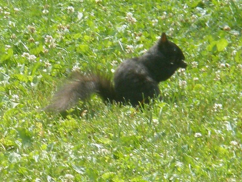 Schwarzes Eichhörnchen Puzzlespiel online