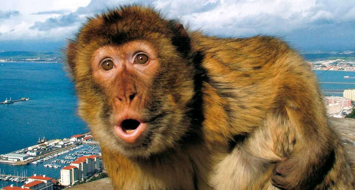 Um macaco na cidade puzzle online