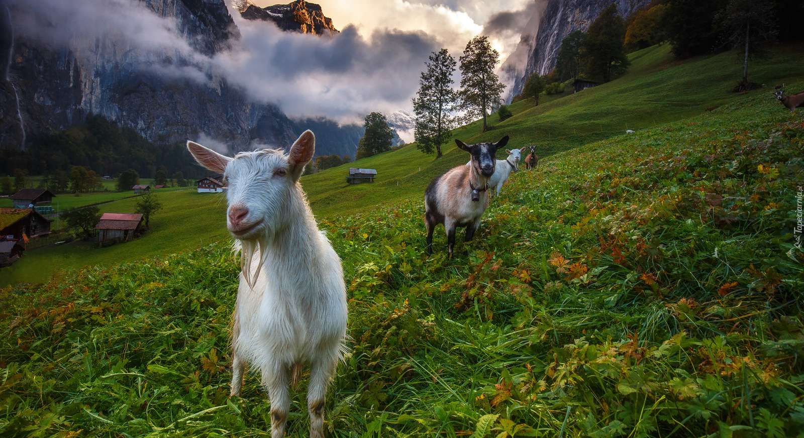 Бернские Альпы, Швейцария пазл онлайн