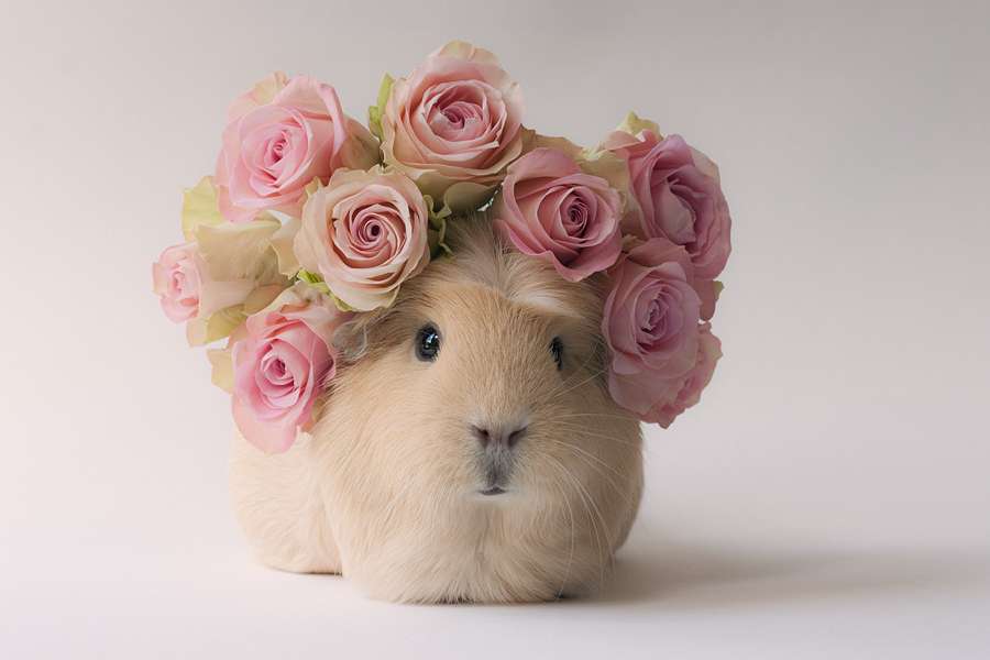 flower guinea pig online puzzle