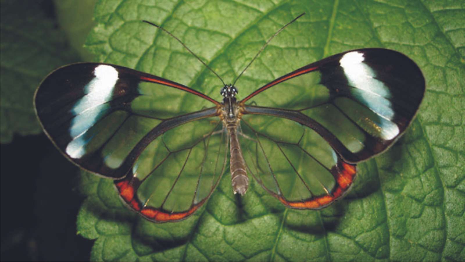 Motýl se skleněnými křídly skládačky online