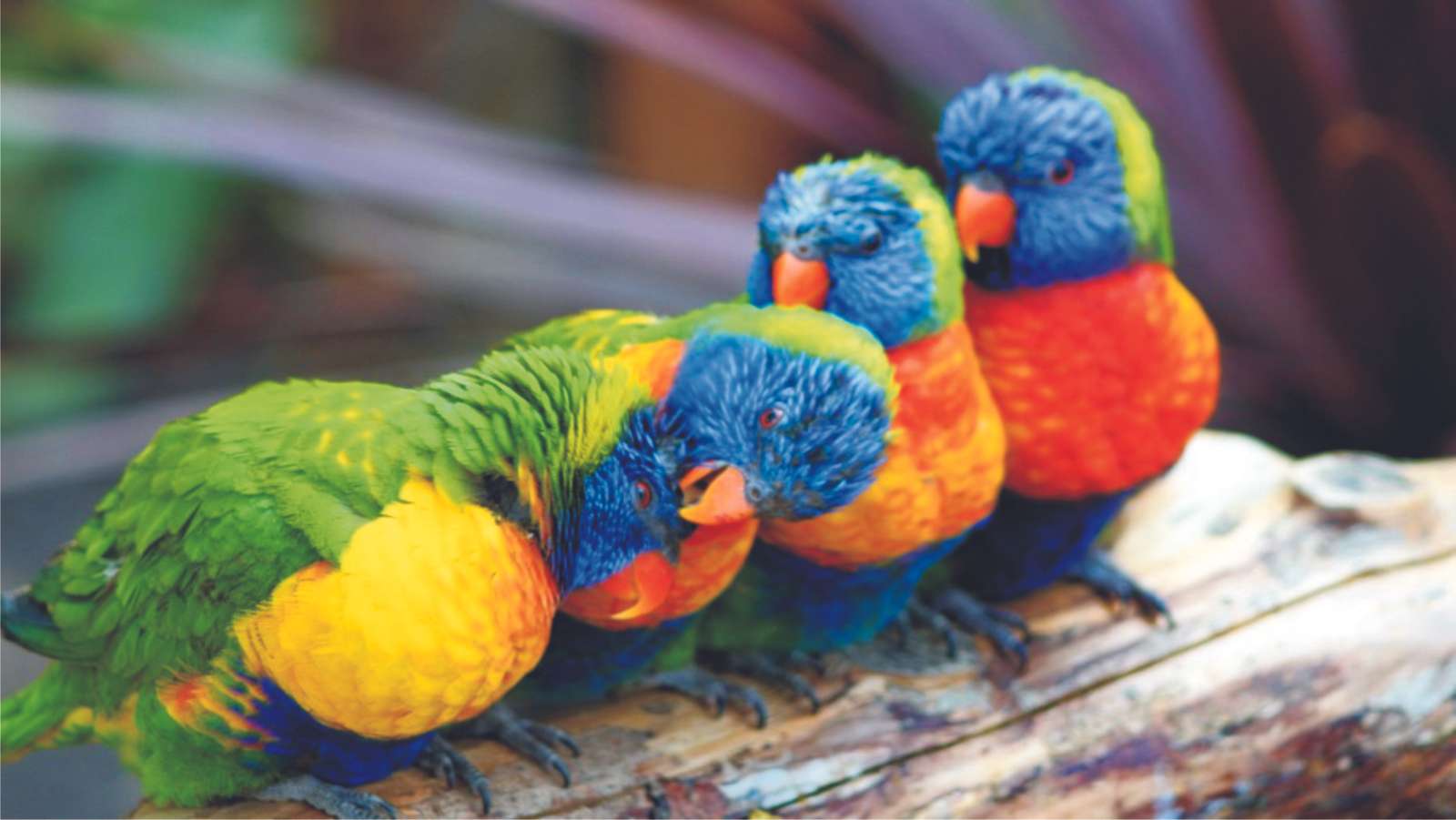 Colorful parrots 01 online puzzle