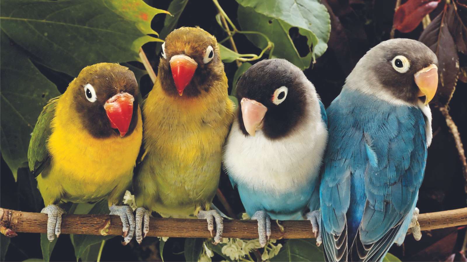 Parakeet-uri colorate 02 jigsaw puzzle online